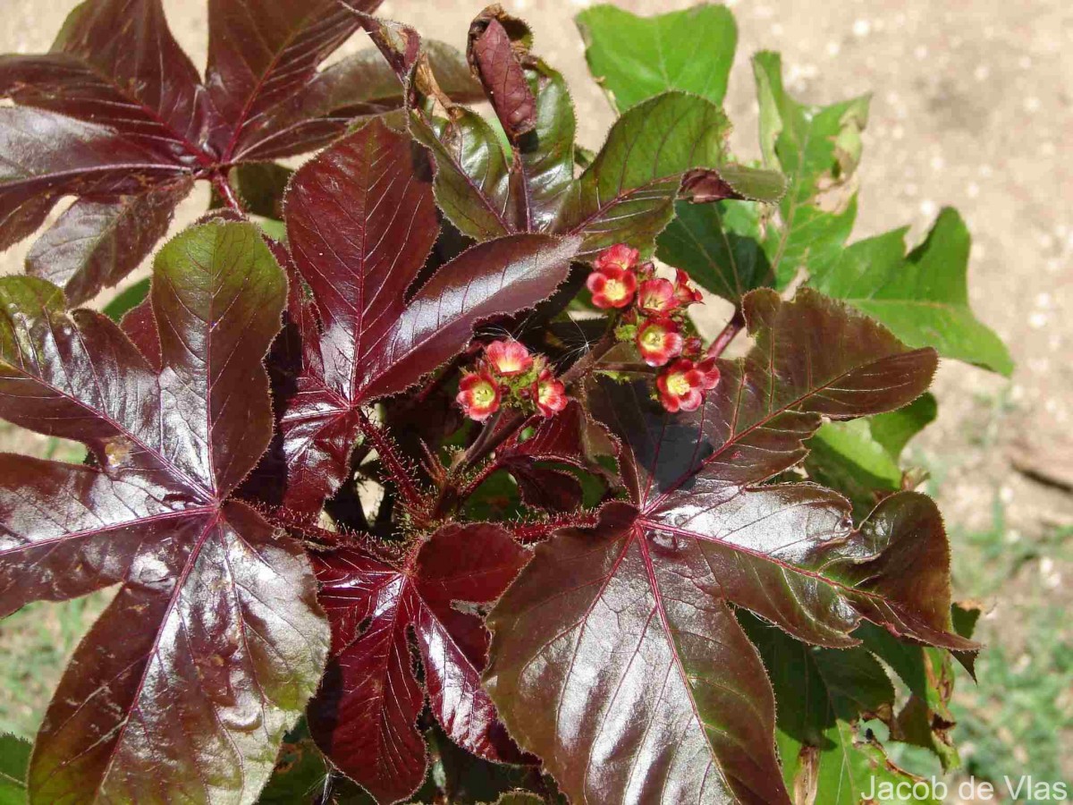 Jatropha gossypiifolia L.